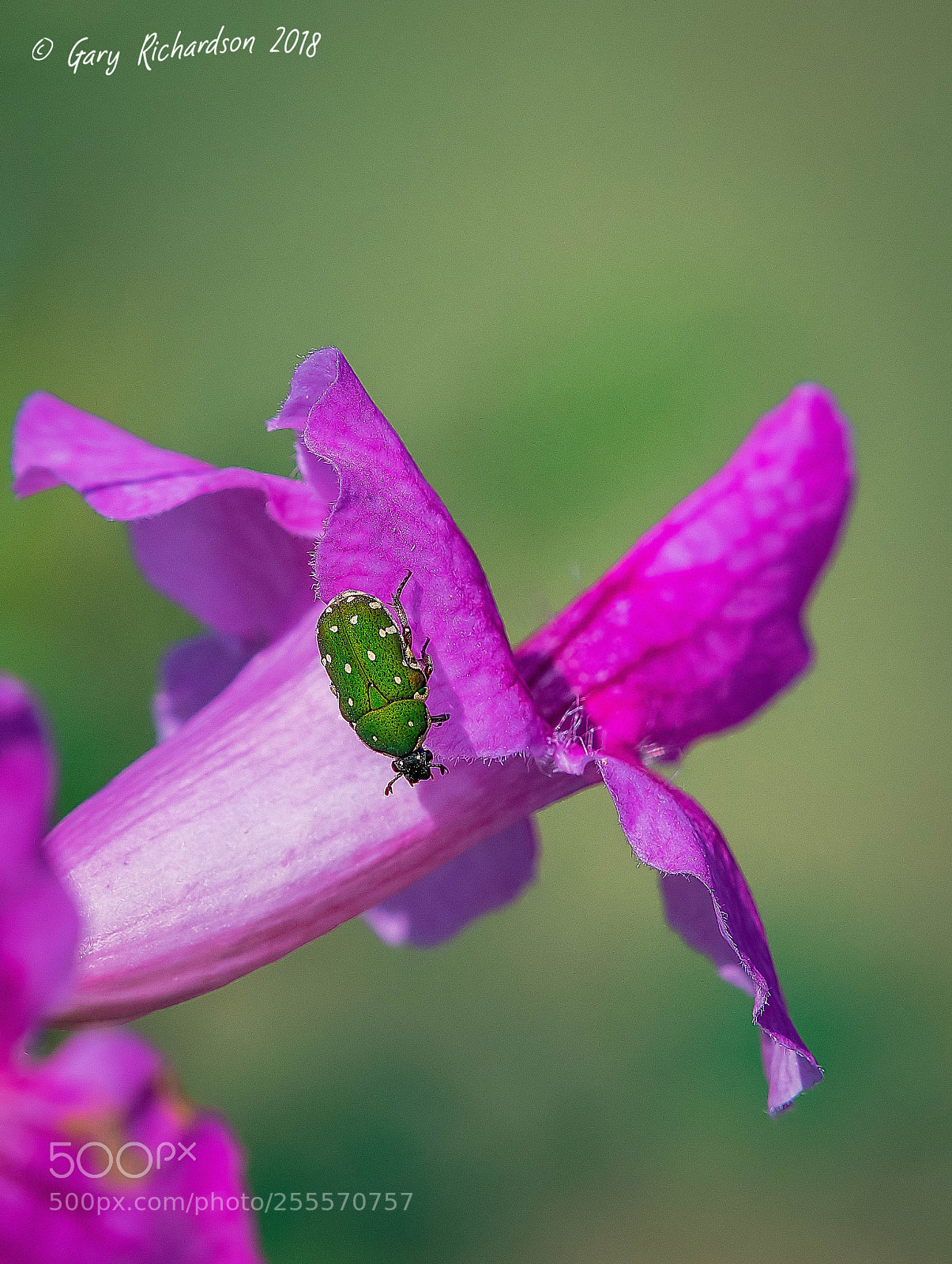 Nikon D500 sample photo. Flower chafer pak chong photography