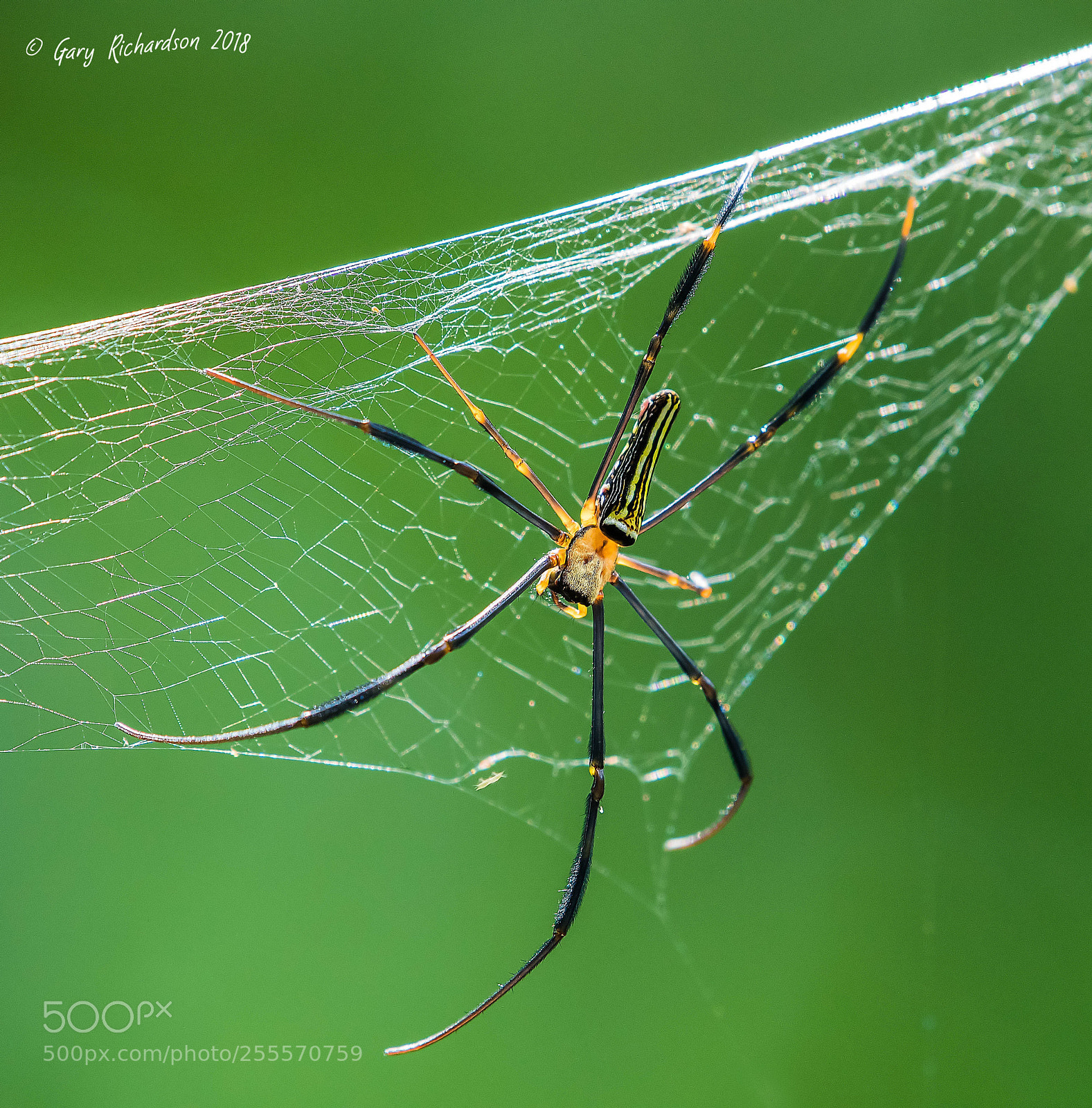 Nikon D500 sample photo. Golden orb weaver khao photography