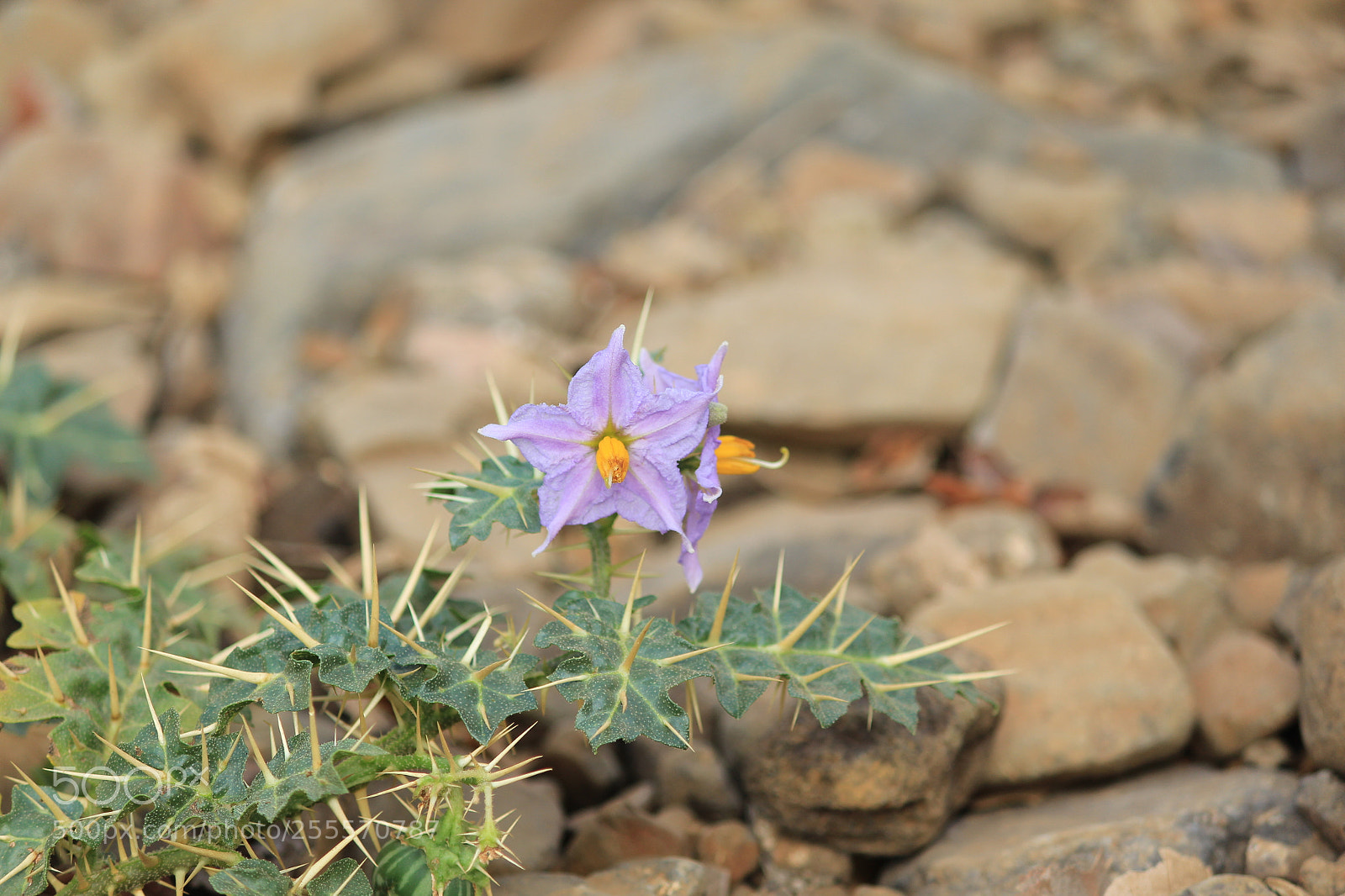 Canon EF-S 55-250mm F4-5.6 IS II sample photo. Img photography