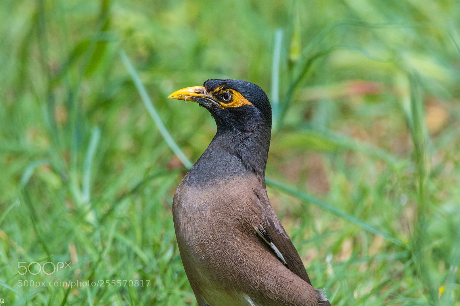 Canon EOS 7D Mark II sample photo. Myna photography