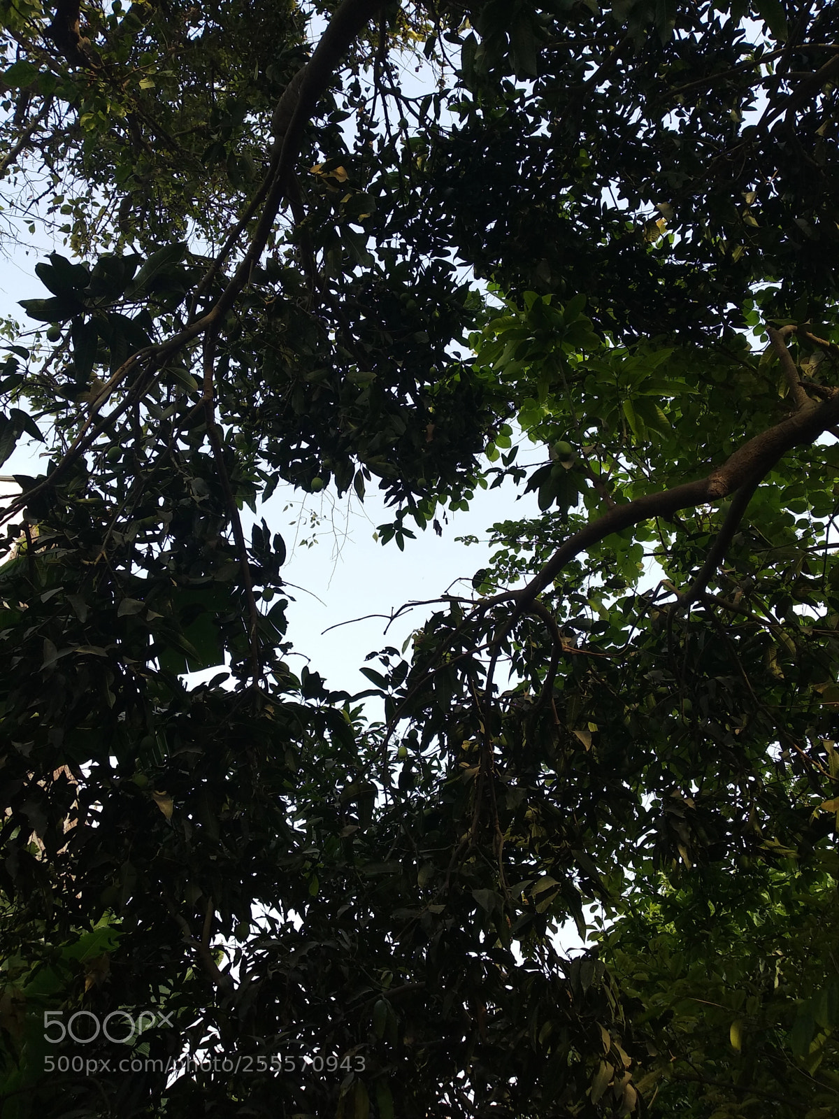 Xiaomi Redmi Note 5 sample photo. Untitled photography