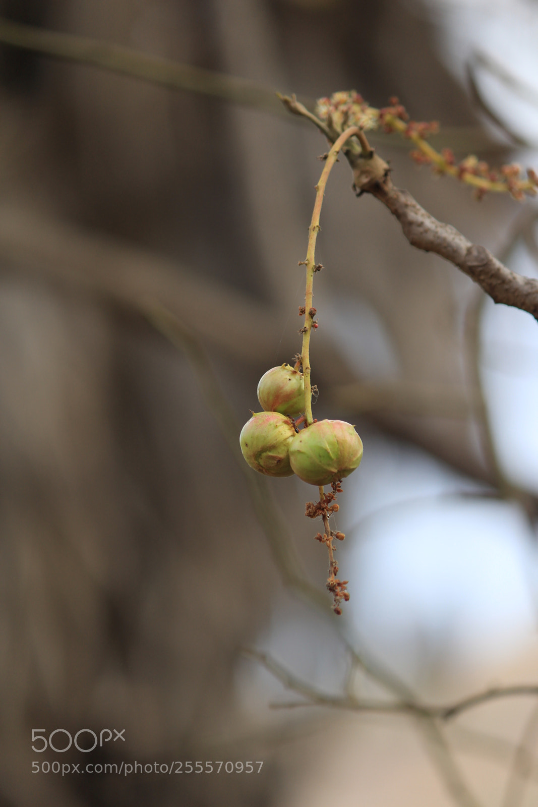 Canon EF-S 55-250mm F4-5.6 IS II sample photo. Img photography