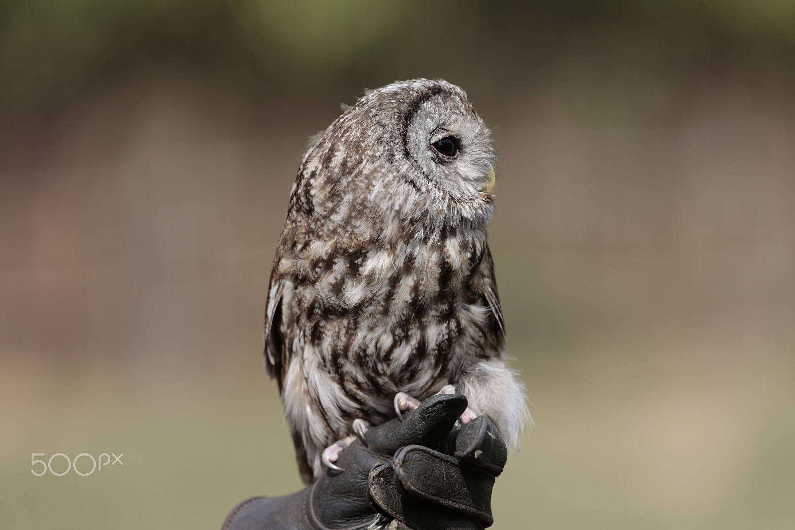 Canon EOS-1D X + Canon EF 300mm F2.8L IS USM sample photo. Cute :)) photography