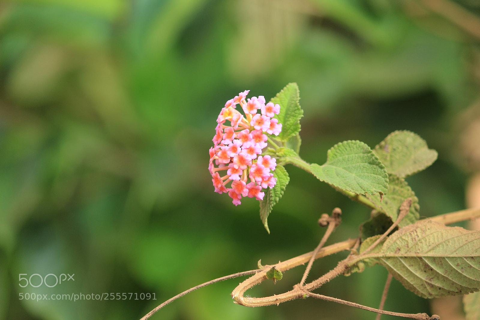 Canon EF-S 55-250mm F4-5.6 IS II sample photo. Img photography