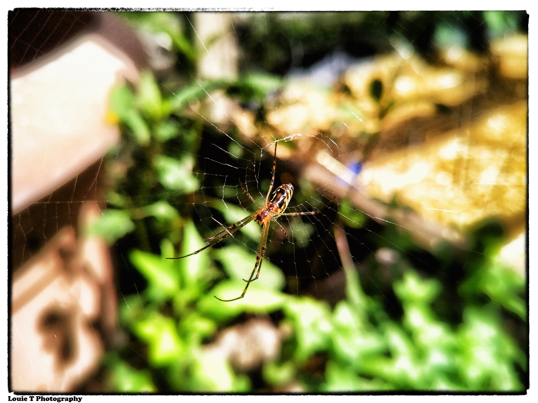 OPPO R9S sample photo. Spider underside photography