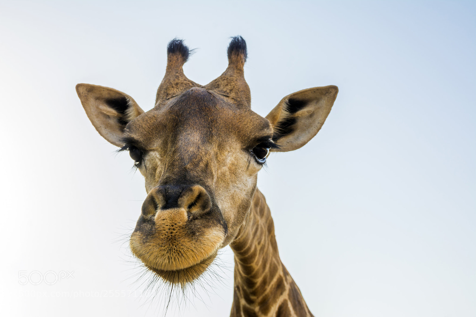 Nikon D7100 sample photo. Giraffe photography