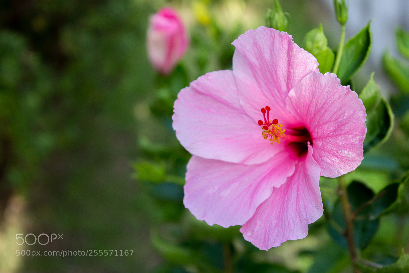 Canon EOS 100D (EOS Rebel SL1 / EOS Kiss X7) sample photo. The pink flower photography