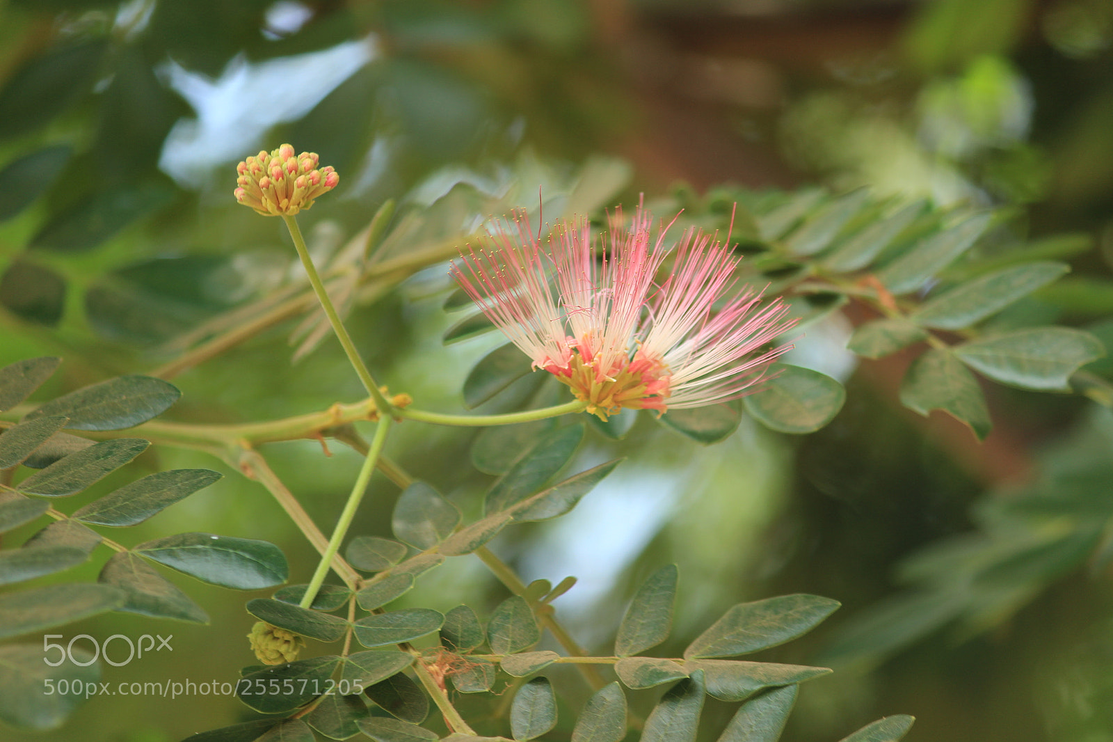 Canon EF-S 55-250mm F4-5.6 IS II sample photo. Img photography