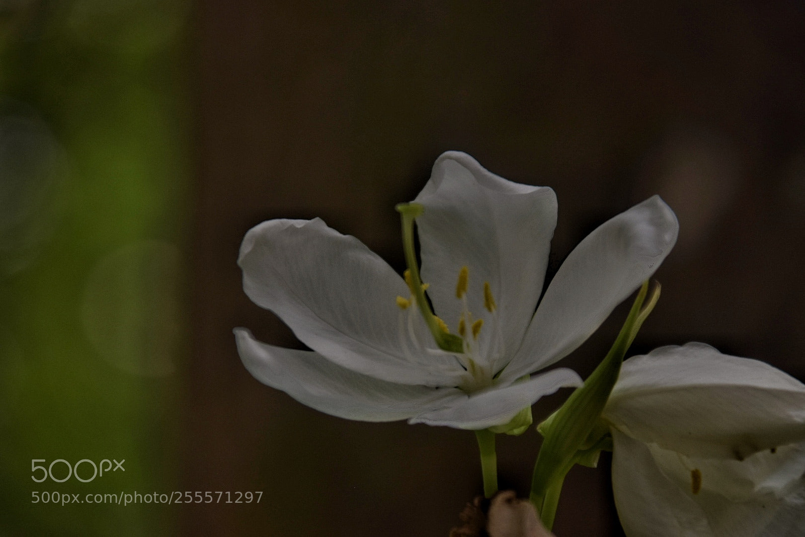 Nikon D5300 sample photo. Bauhinia acuminata! photography