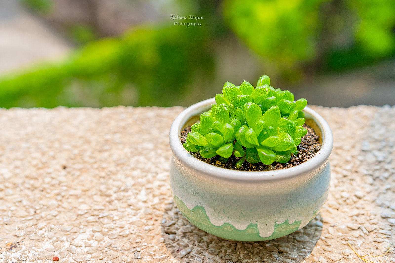 Sony a7 III sample photo. Succulent plants photography