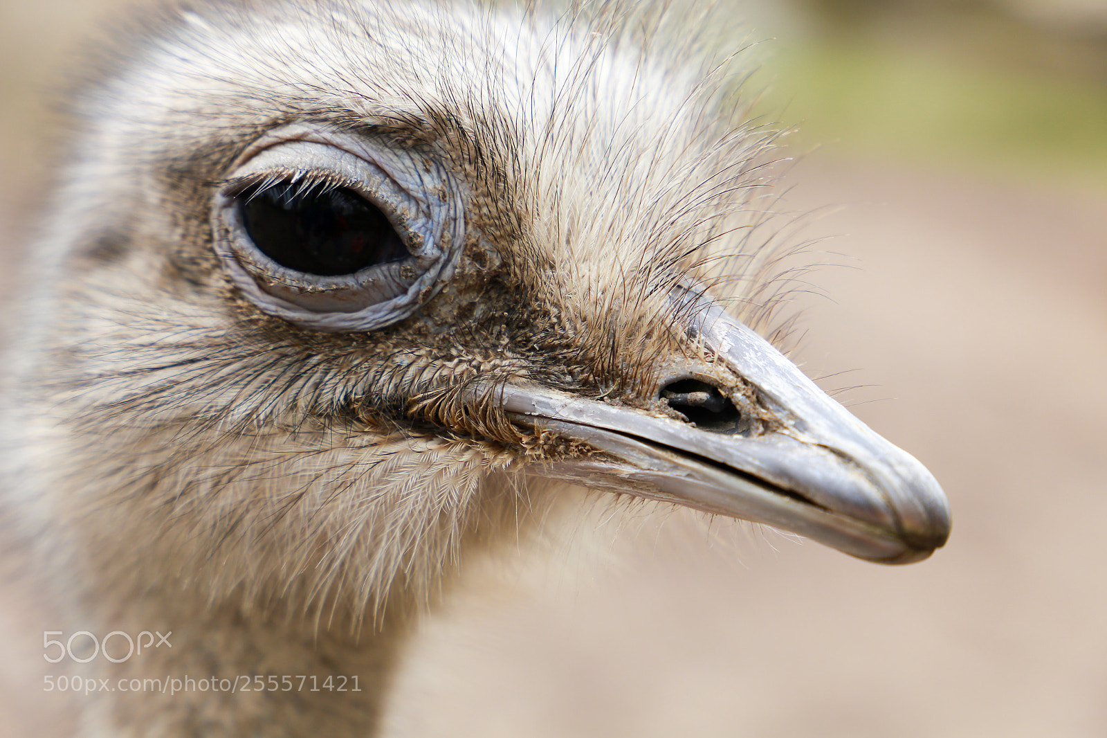 Canon EOS 6D sample photo. Zoo photography