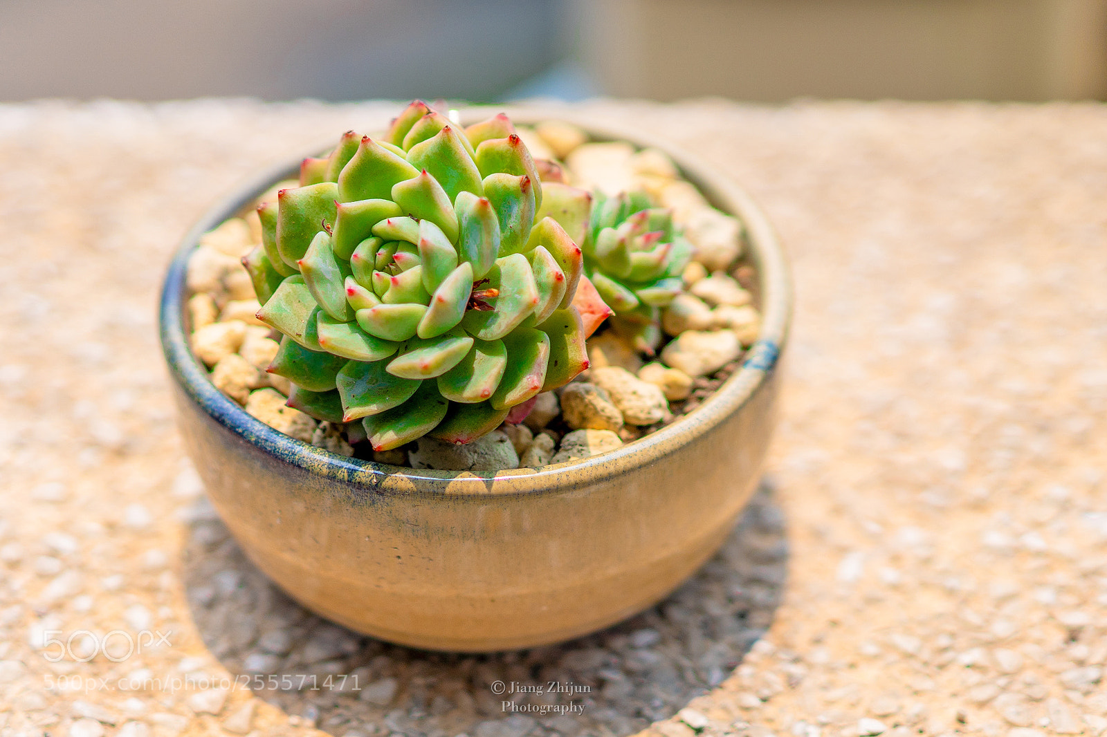 Sony a7 III sample photo. Succulent plant photography