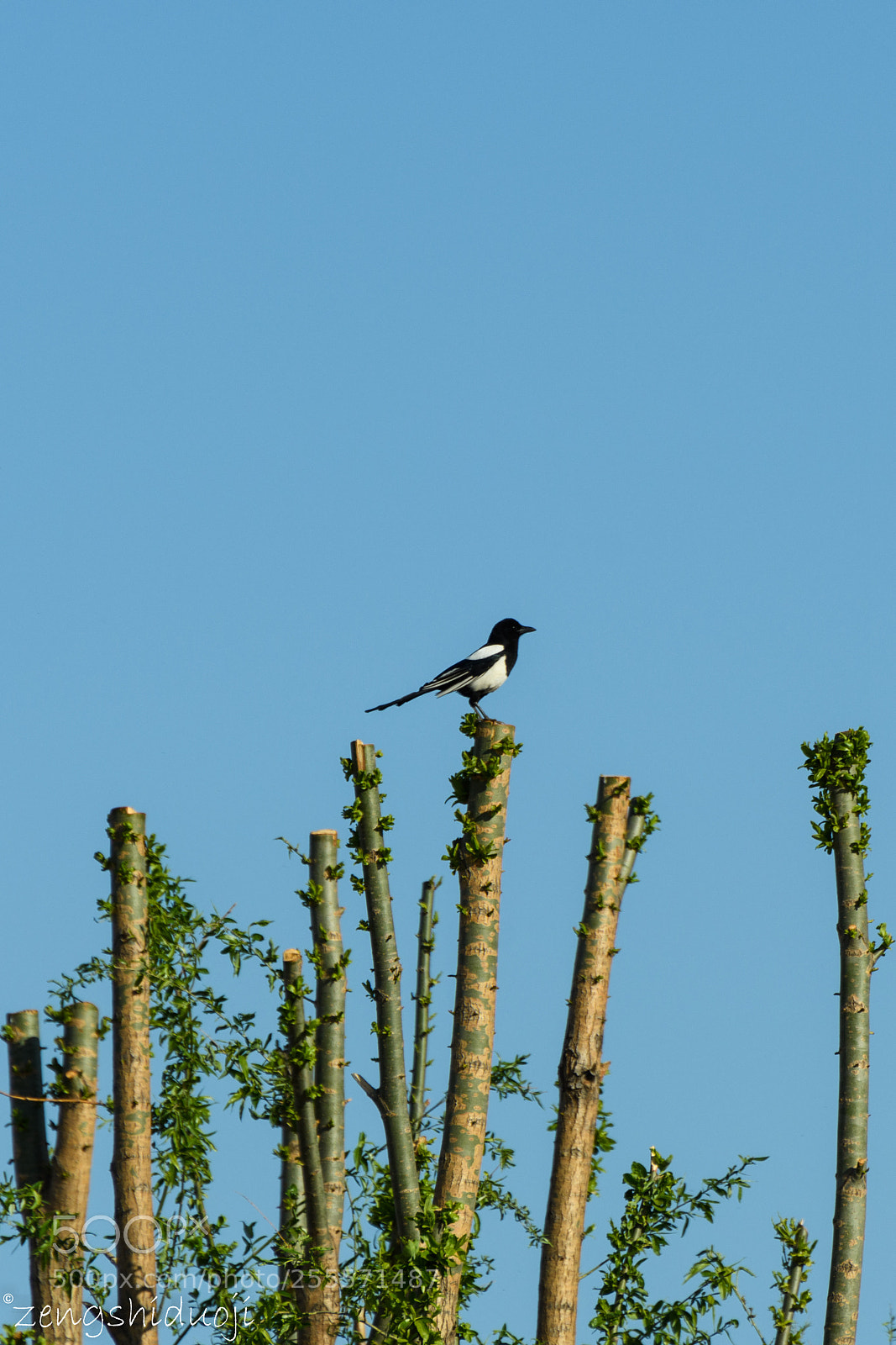 Nikon D500 sample photo. 我的地盘 photography