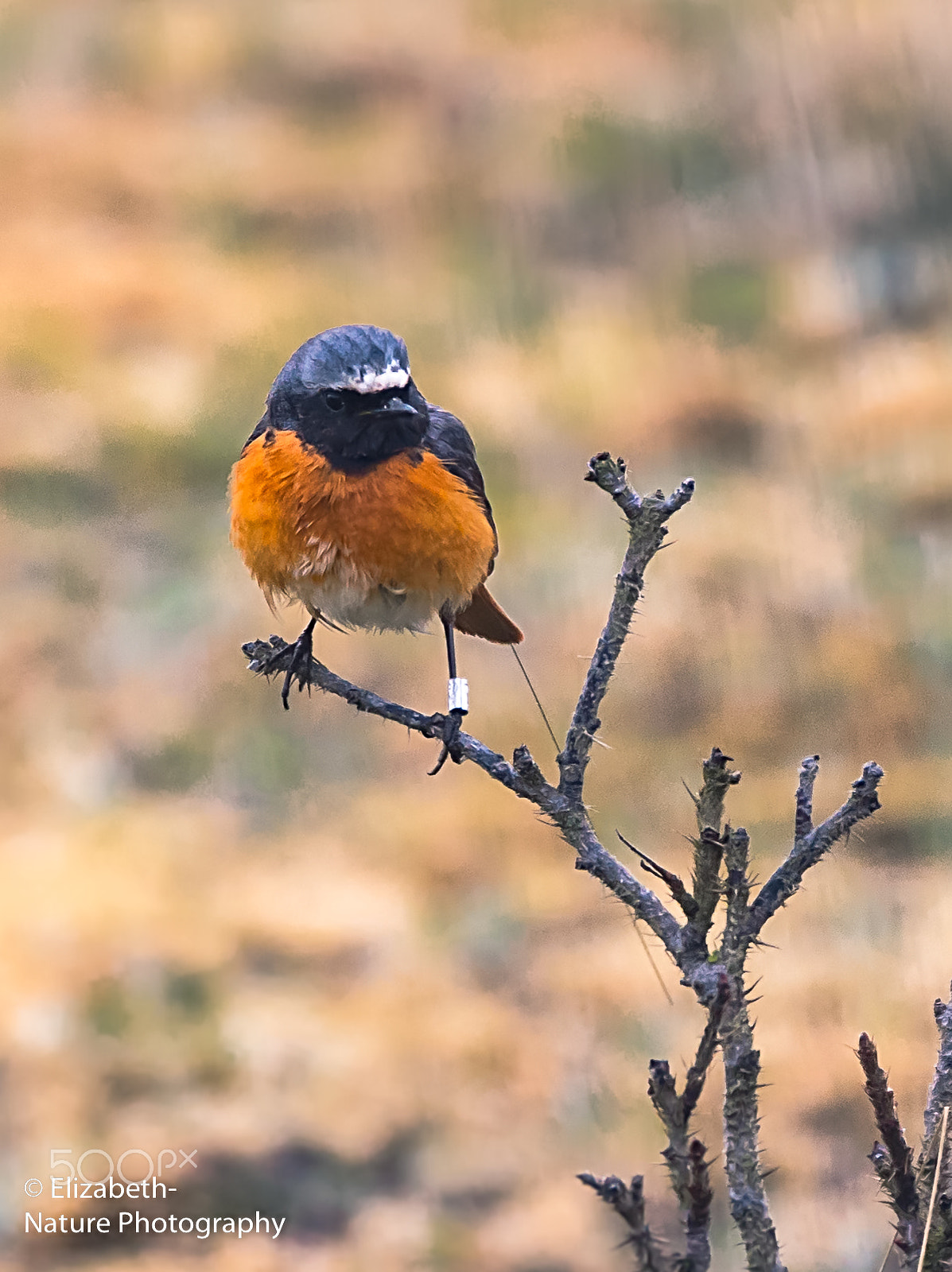 Nikon AF-S Nikkor 200-500mm F5.6E ED VR sample photo. Male black redstart photography