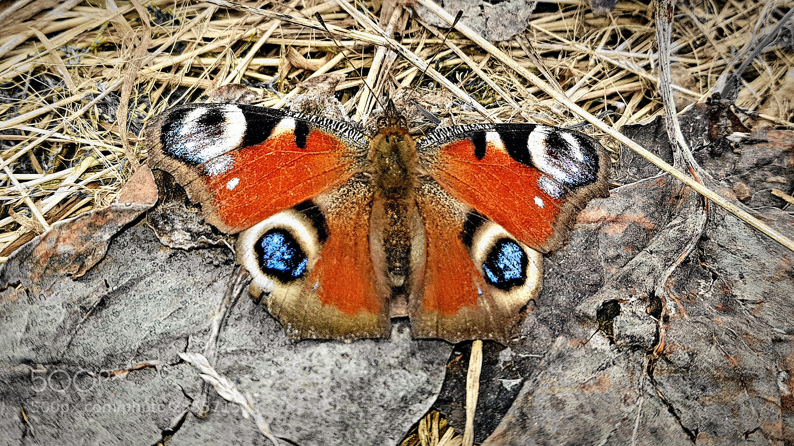 Samsung Galaxy S8+ sample photo. Butterfly photography