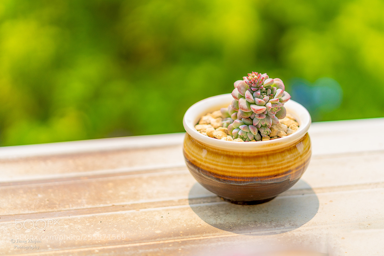 Sony a7 III sample photo. Succulent plant photography