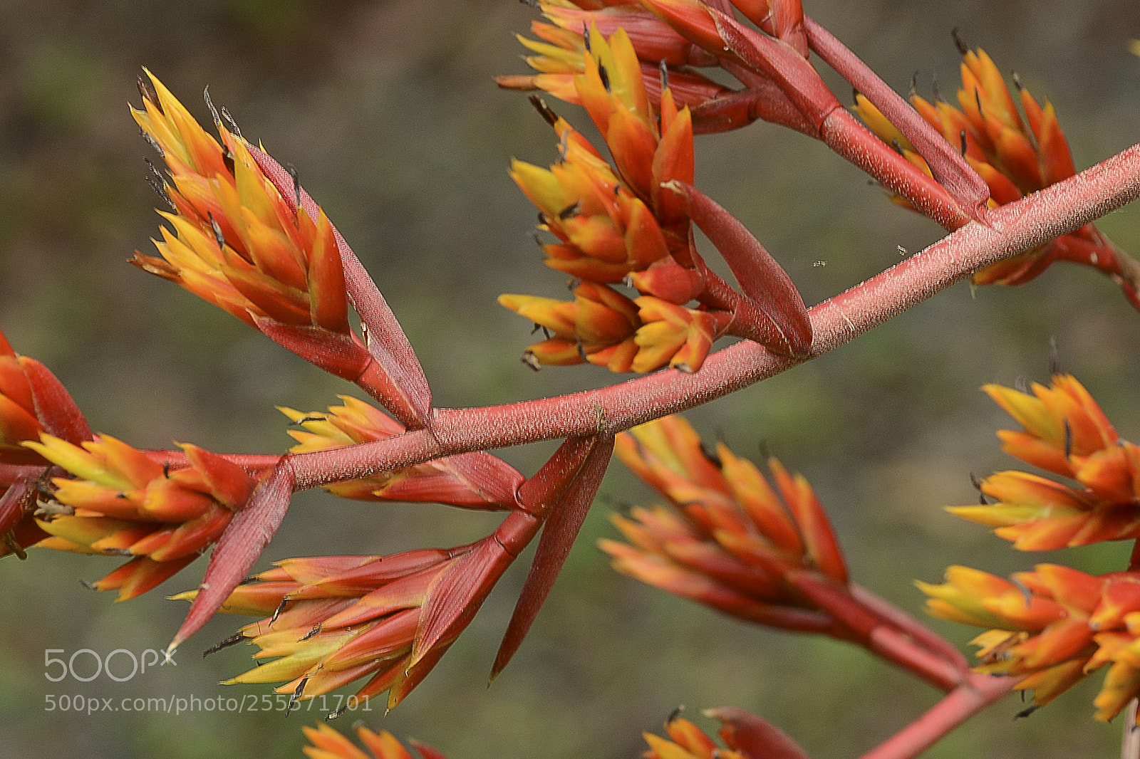 Nikon D7100 sample photo. A natureza no detalhe. photography