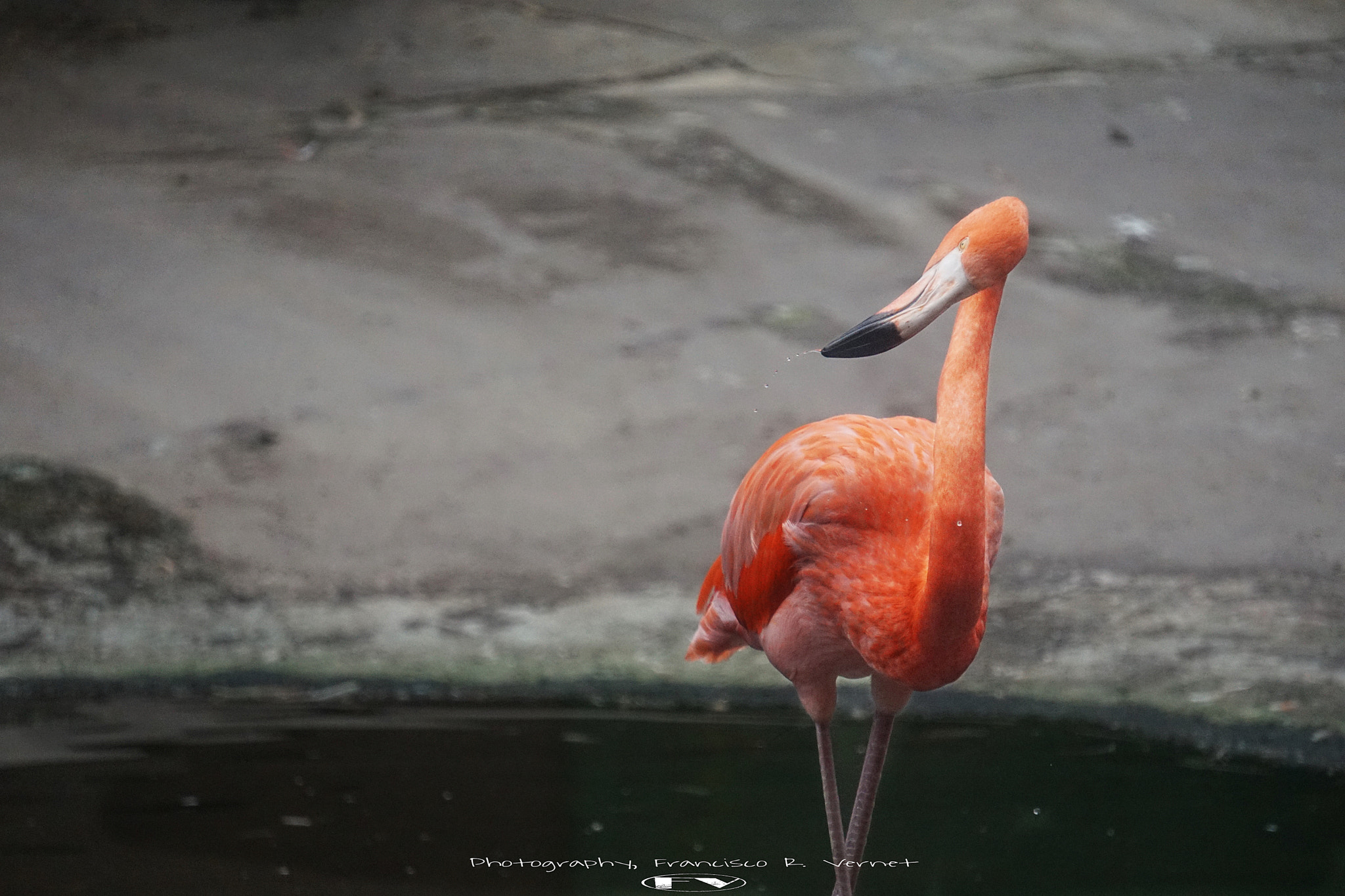 Sony E 55-210mm F4.5-6.3 OSS sample photo. Mr. flamingo... photography