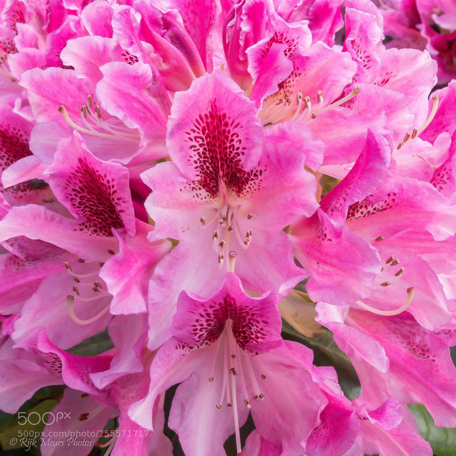 Panasonic Lumix DMC-FZ300 sample photo. Pink explosion photography