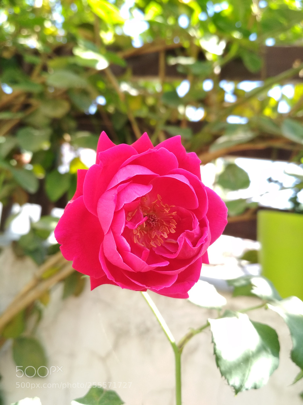 Xiaomi Redmi 4 Pro sample photo. Img_20180318_090058.jpg photography
