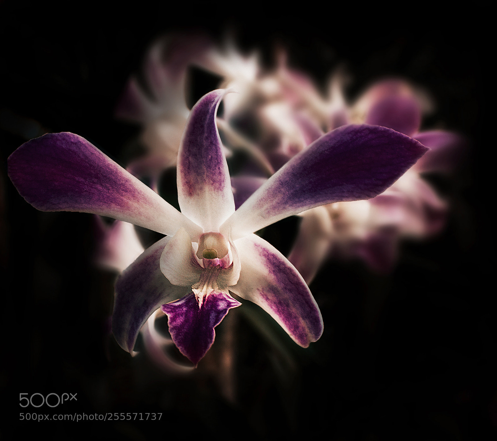 Canon EOS 500D (EOS Rebel T1i / EOS Kiss X3) sample photo. Red orchid photography