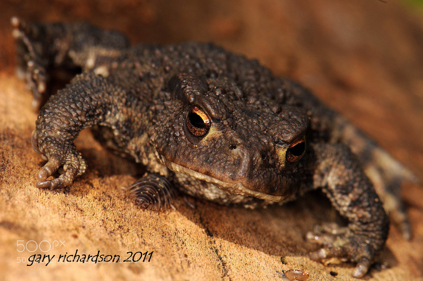 Nikon D300 sample photo. Common toad photography