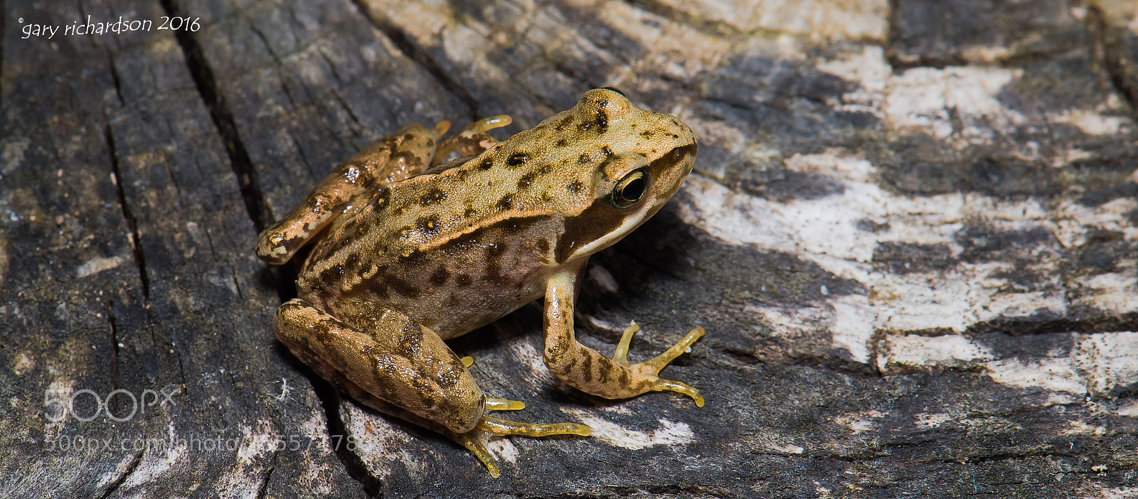 Nikon D800 sample photo. Common frog photography