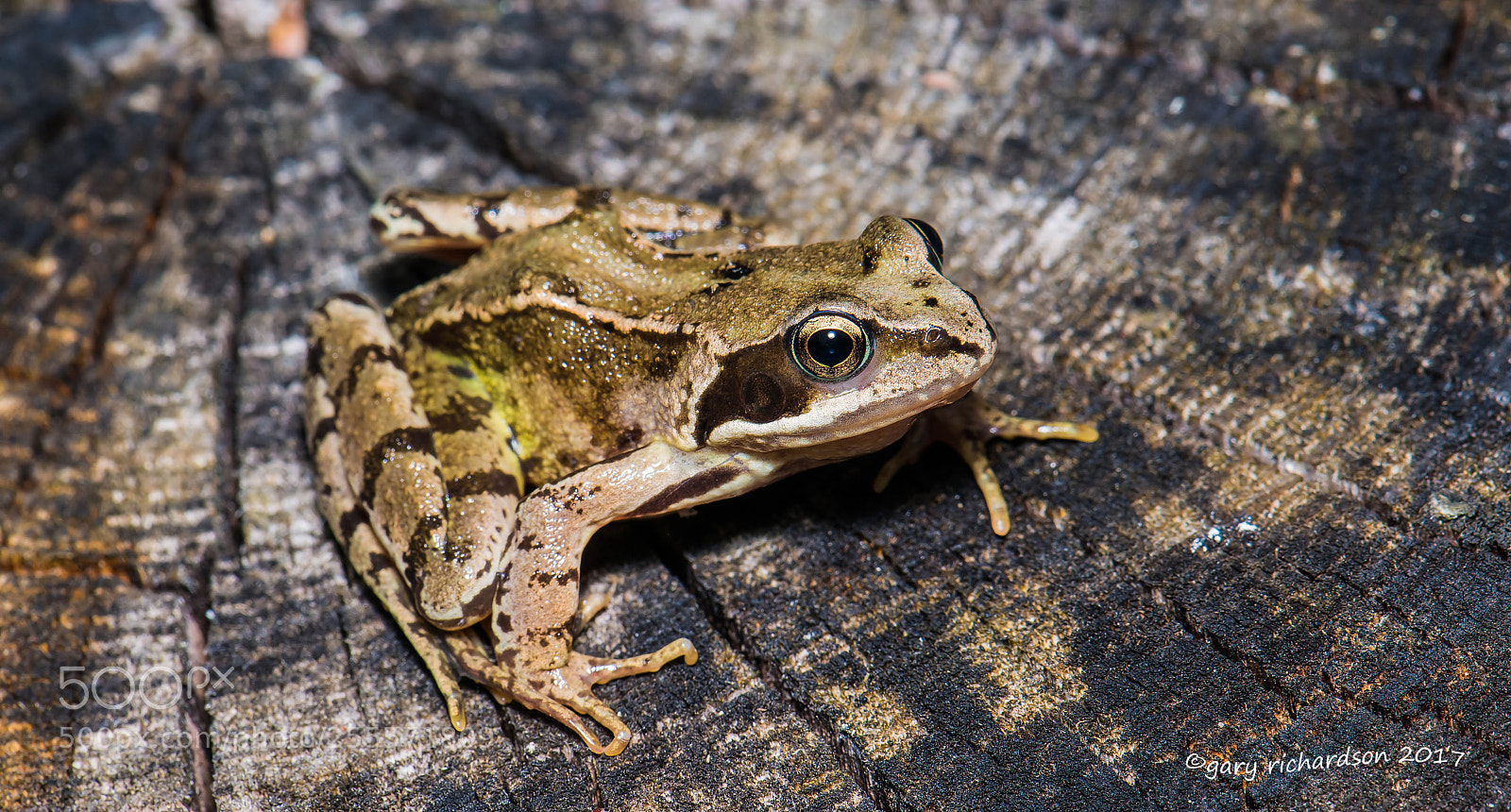 Nikon D800 sample photo. Common frog photography