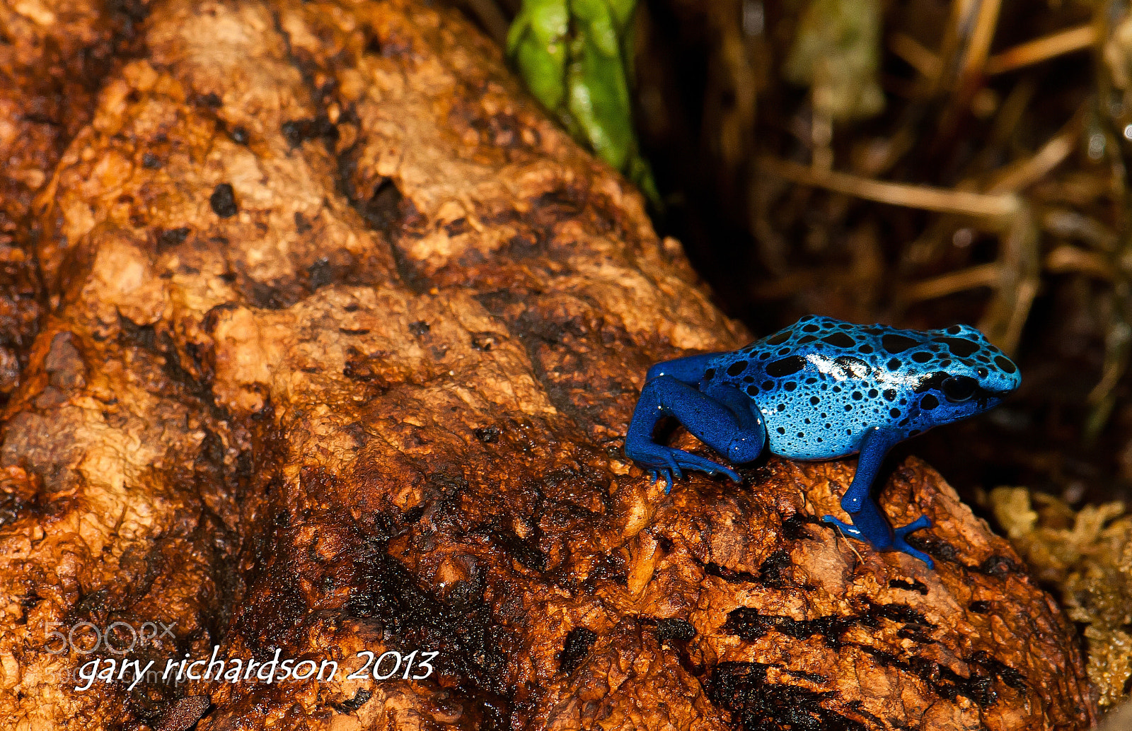 Nikon D300 sample photo. Poison dart frog photography