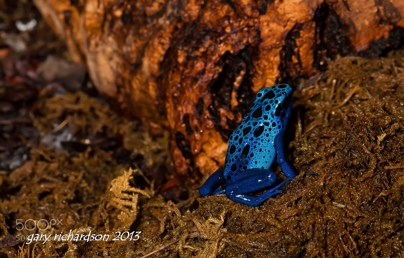 Nikon D300 sample photo. Poison dart frog photography