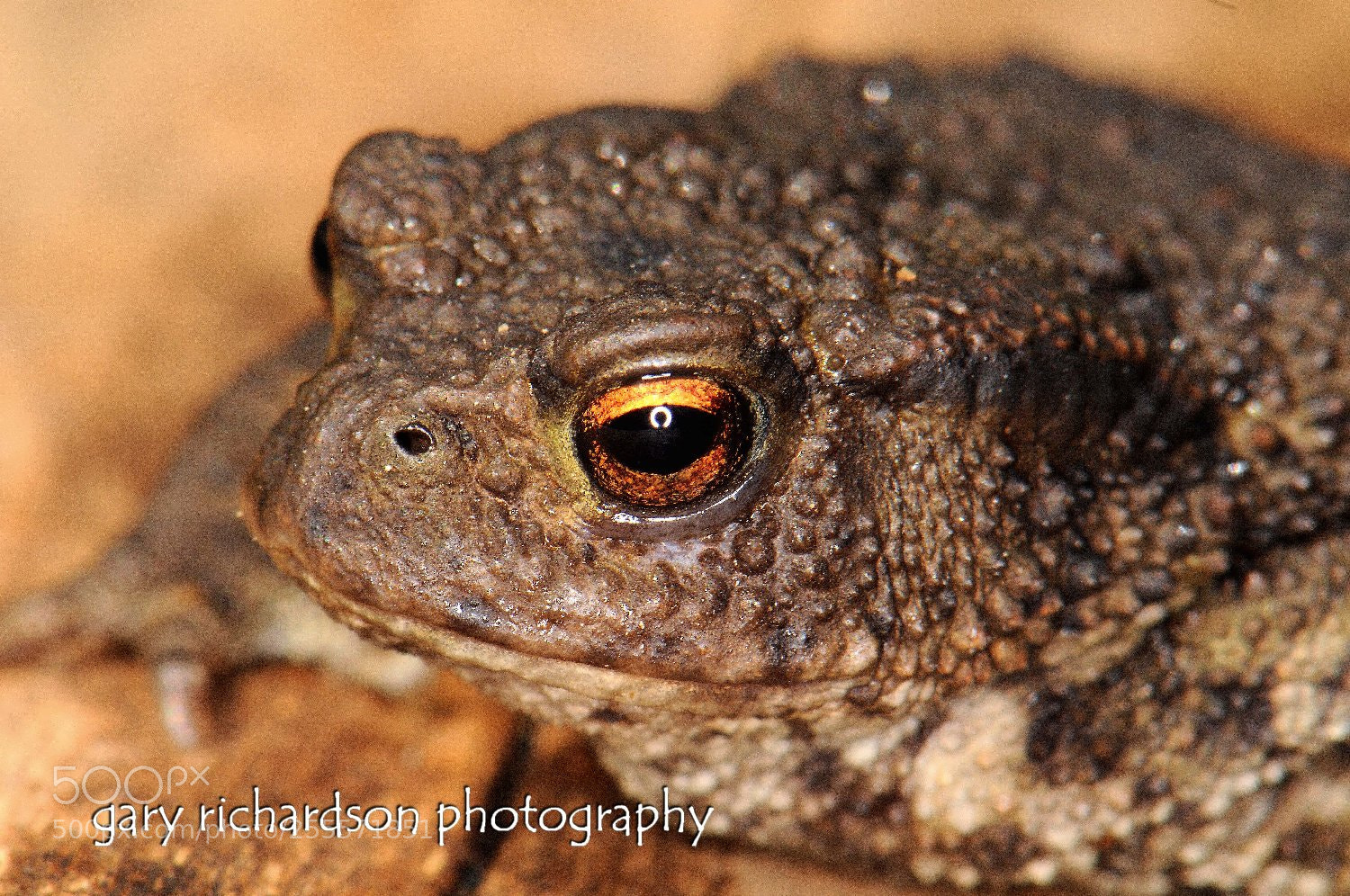 Nikon D300 sample photo. Toad mexico photography