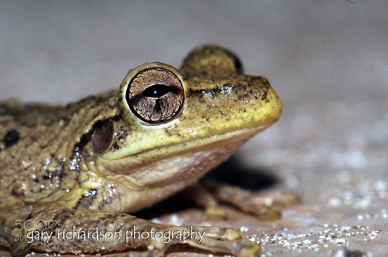 Nikon D300 sample photo. Tree frog cuba photography