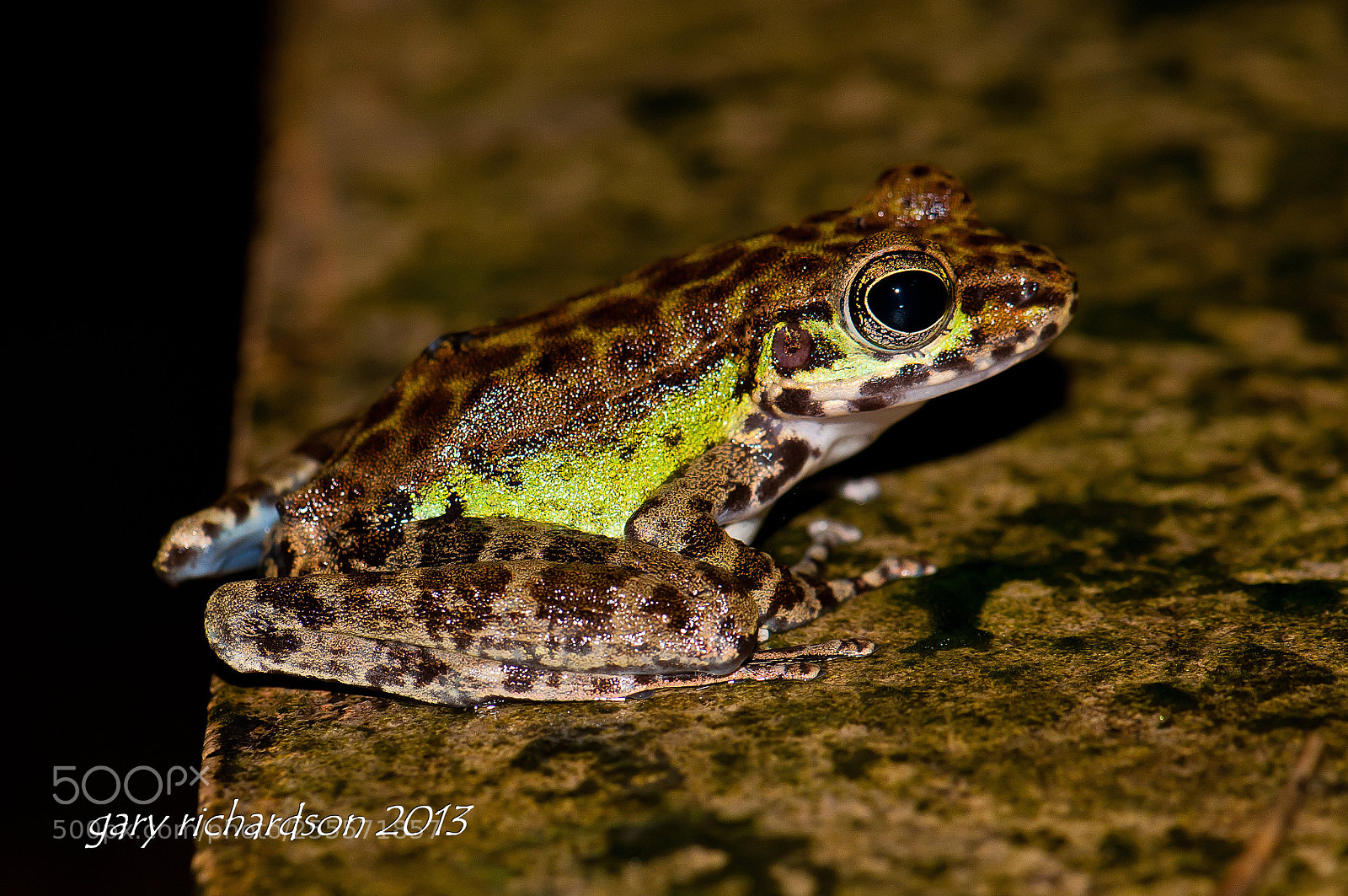 Nikon D300 sample photo. Tree frog khao sok photography