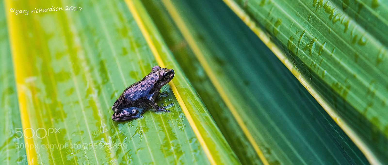 Nikon D500 sample photo. Tree frog yucatan mexico photography