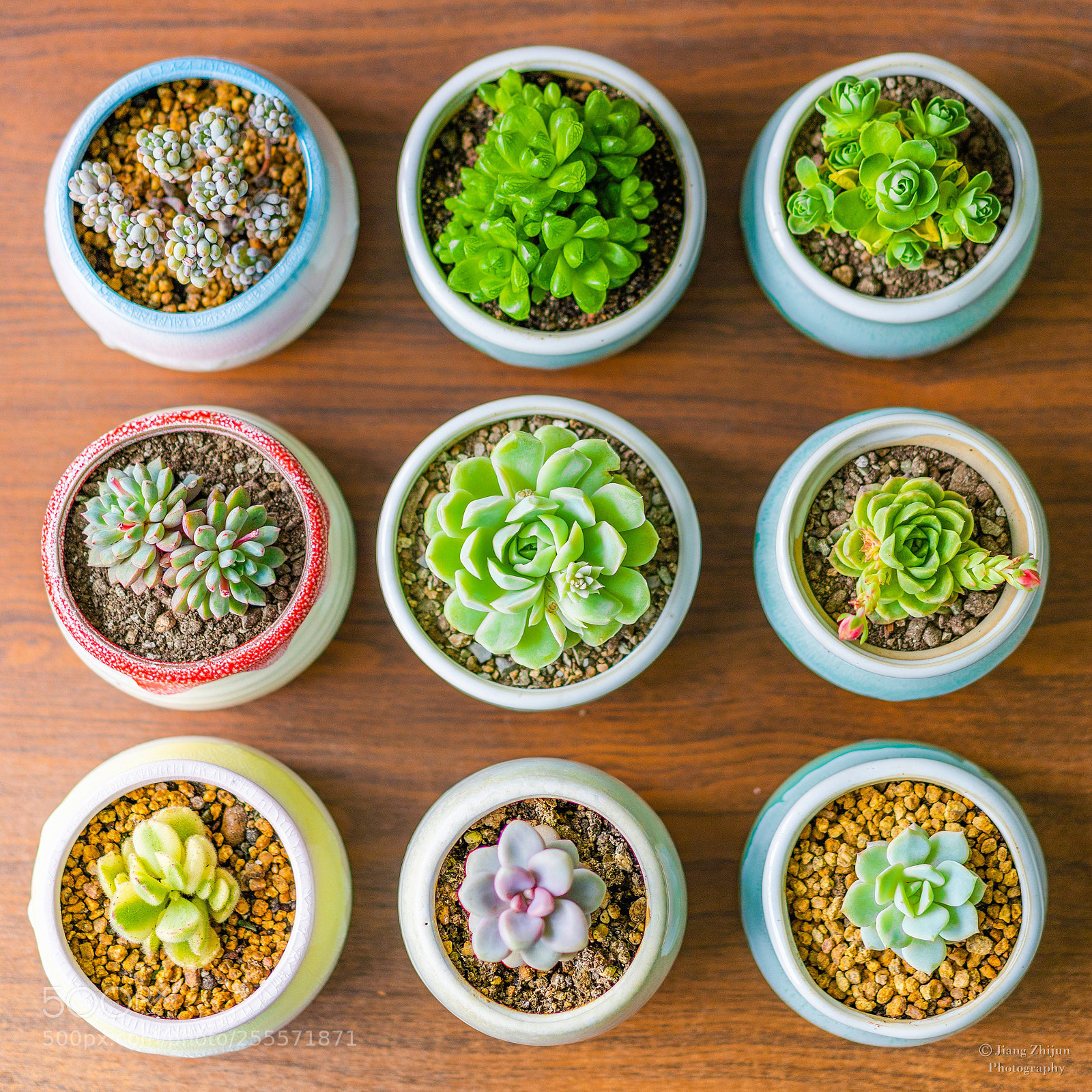 Sony a7 III sample photo. Succulent plants photography