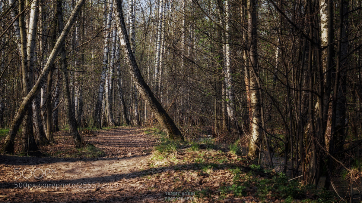 Olympus OM-D E-M5 sample photo. Forest photography