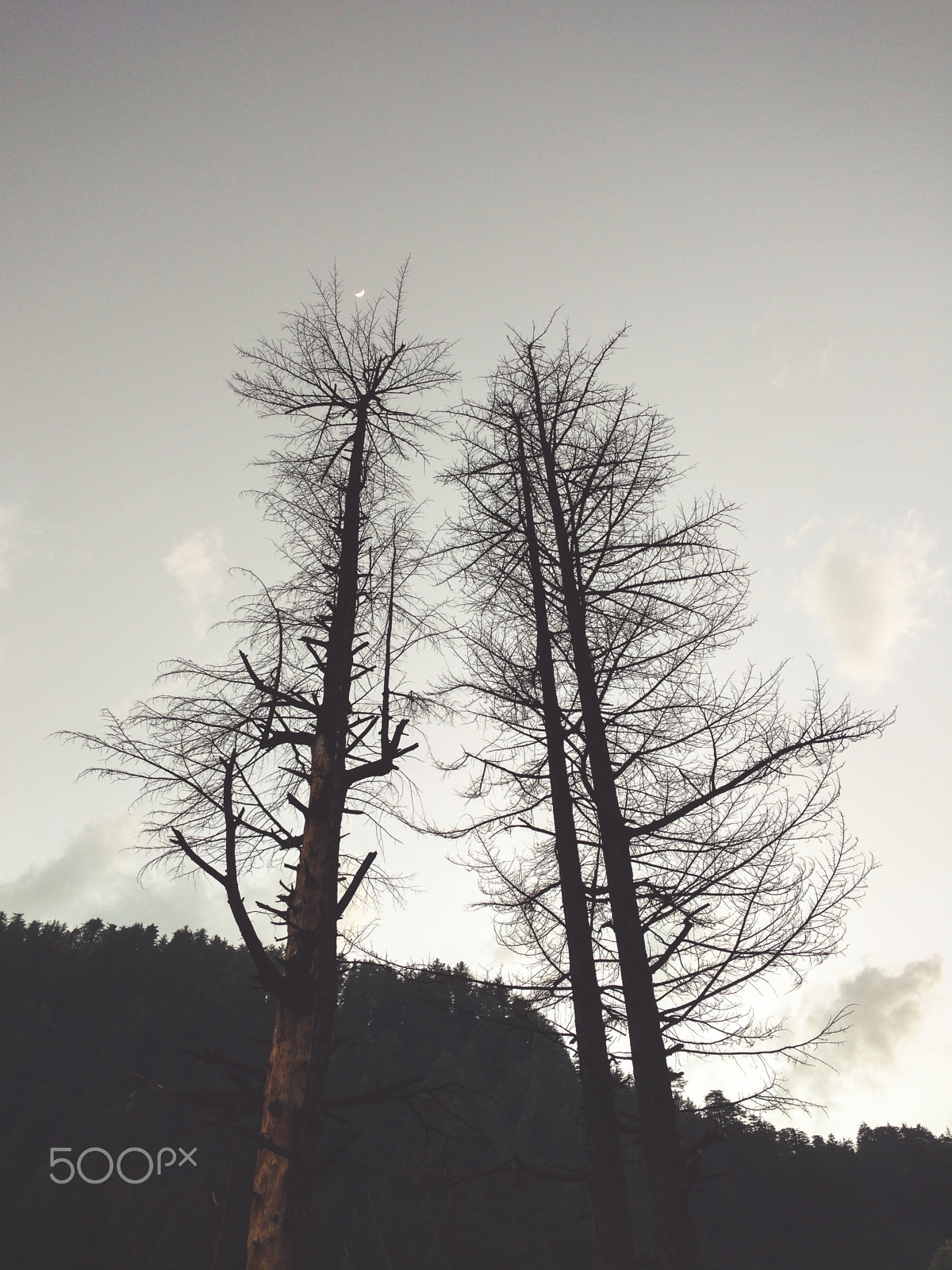 Motorola Moto X Play sample photo. Trees without leaves photography