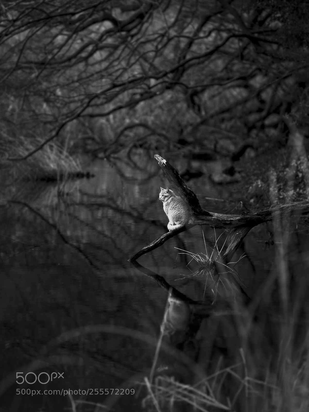Fujifilm GFX 50S sample photo. Contemplation photography