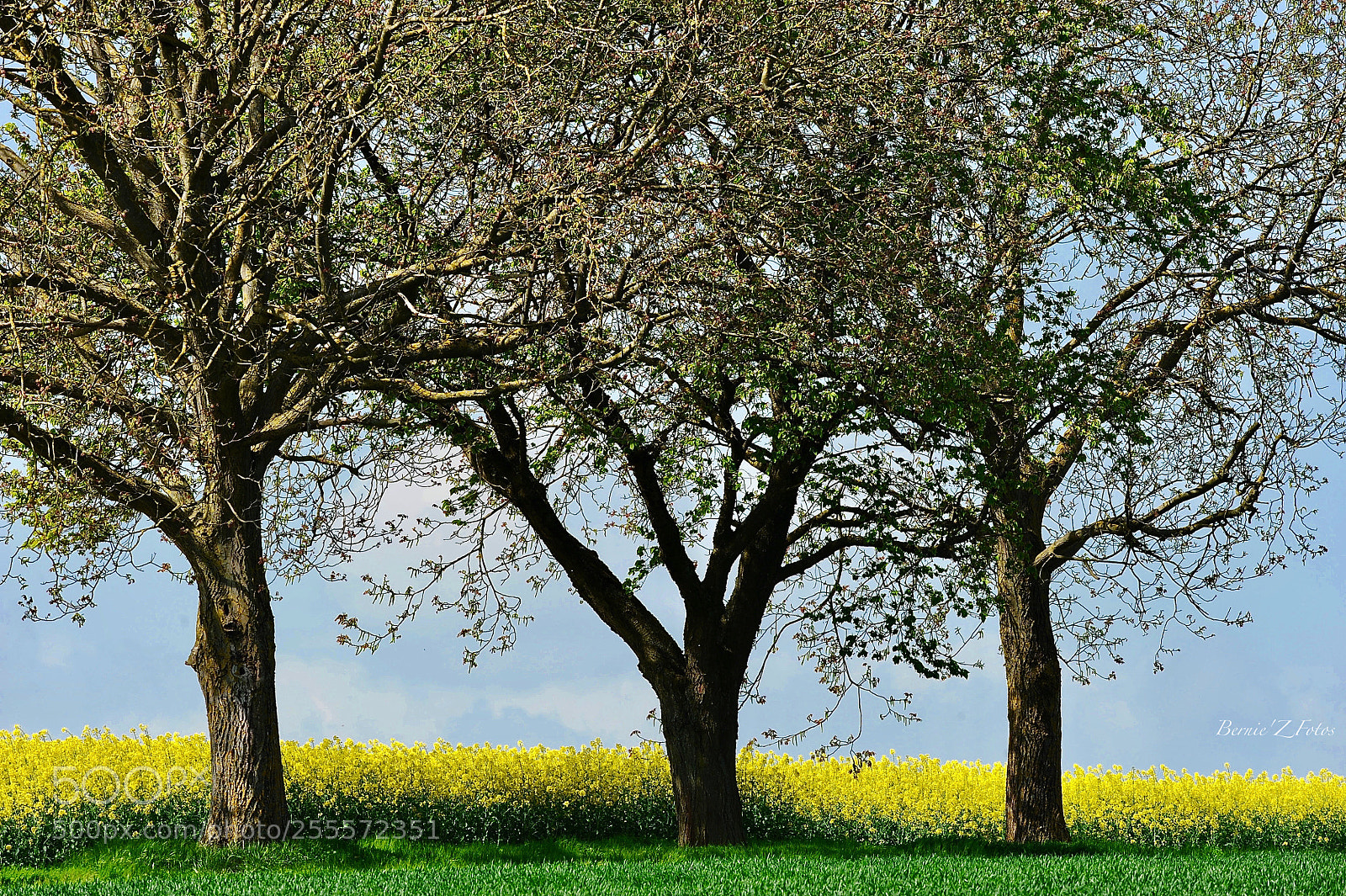 Nikon D3 sample photo. Springtime colors photography