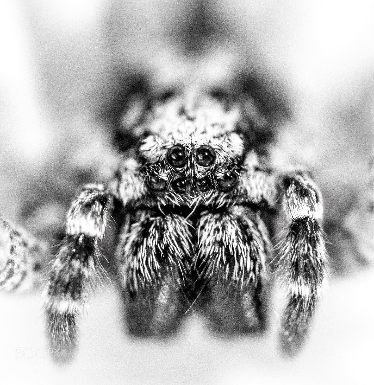 Canon EOS 77D (EOS 9000D / EOS 770D) sample photo. Eyes of the tiger photography