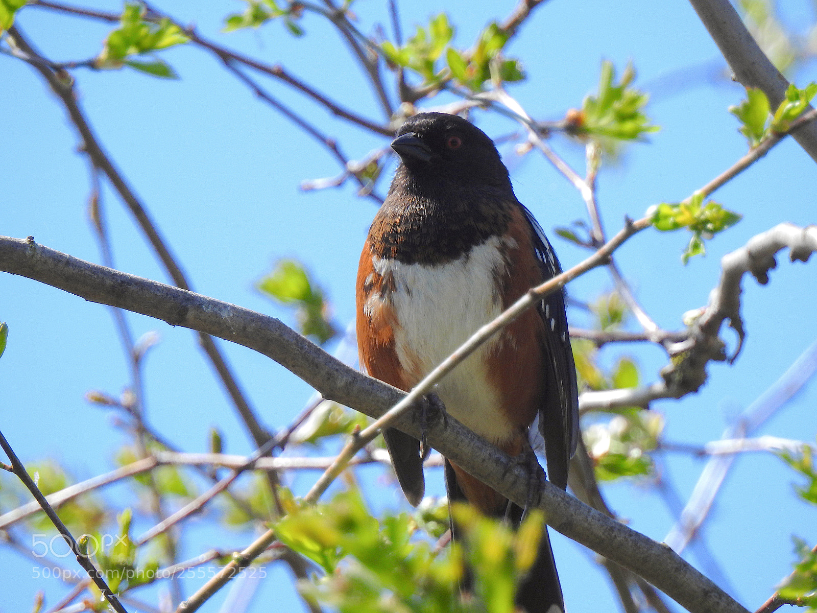Nikon Coolpix P900 sample photo. Towhee photography