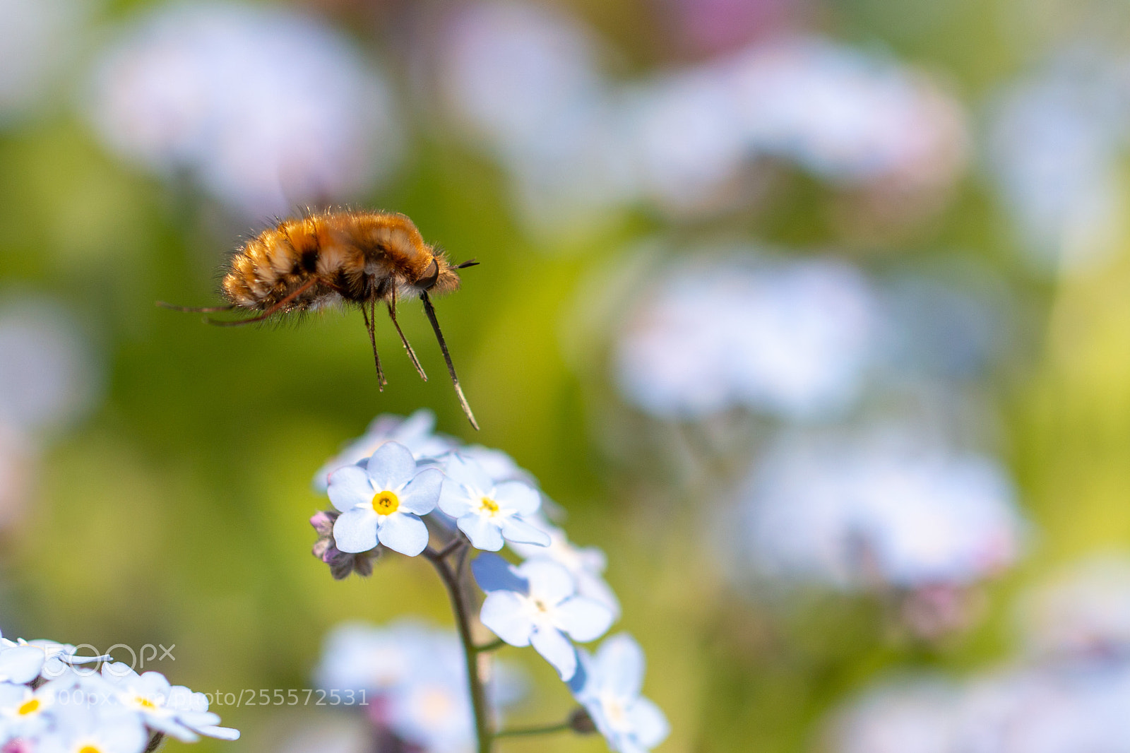 Canon EOS 70D sample photo. Hovering bee-fly photography
