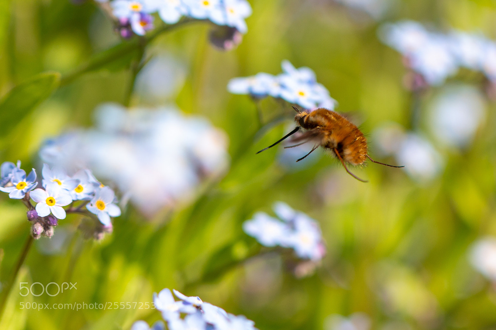 Canon EOS 70D sample photo. Landing bee-fly photography