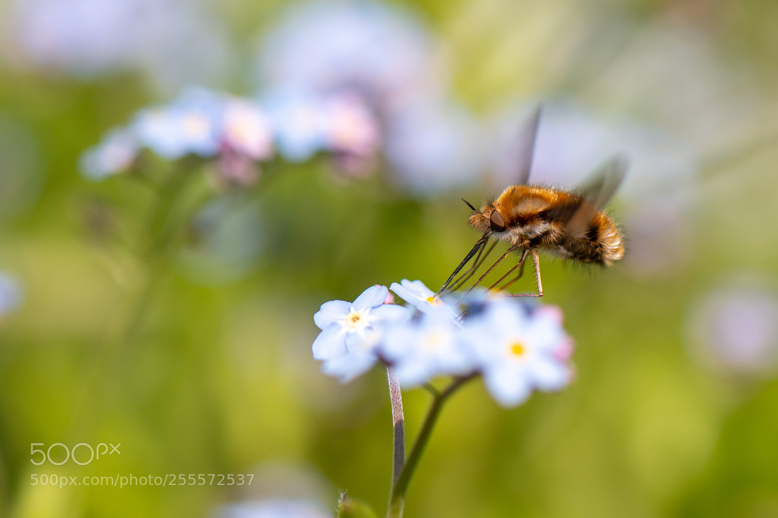 Canon EOS 70D sample photo. Feeding bee-fly photography
