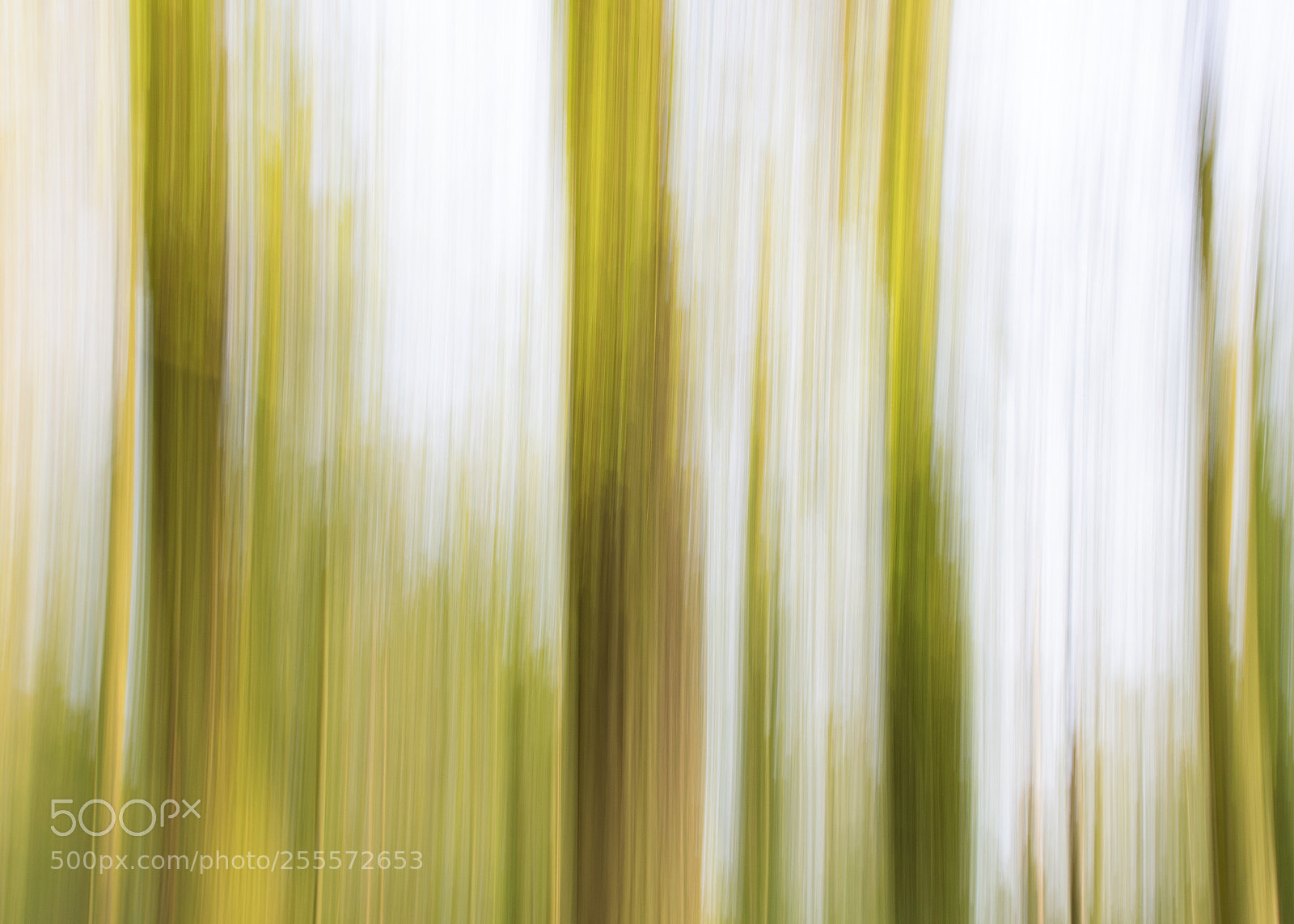 Nikon D3300 sample photo. Slow shutter trees photography