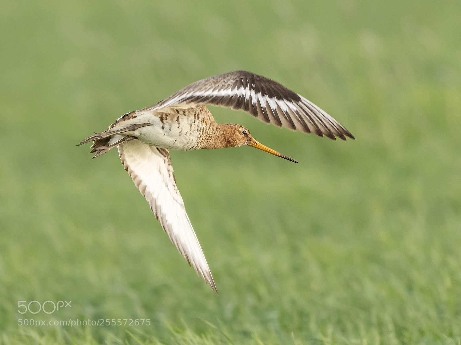 Nikon D500 sample photo. Black-tailed godwit in flight photography