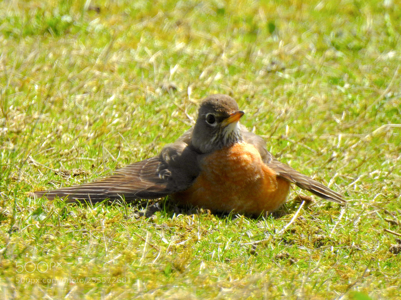 Nikon Coolpix P900 sample photo. Robin photography