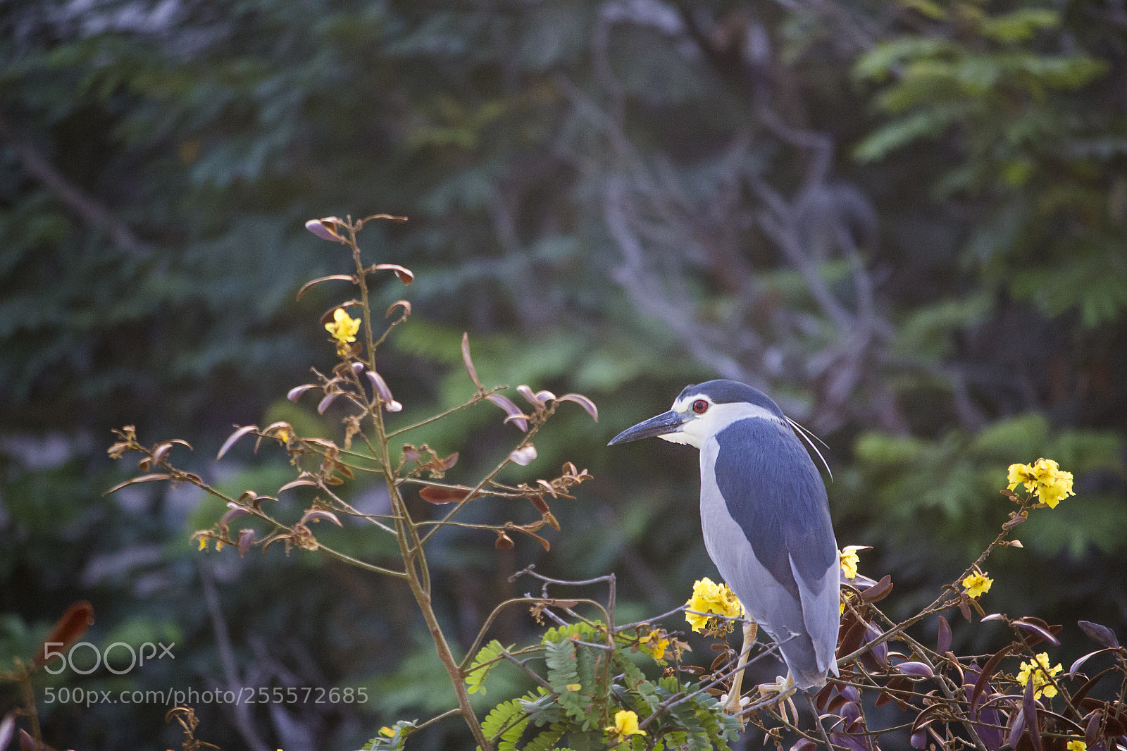 Canon EOS 1200D (EOS Rebel T5 / EOS Kiss X70 / EOS Hi) sample photo. Black crowned pond heron photography