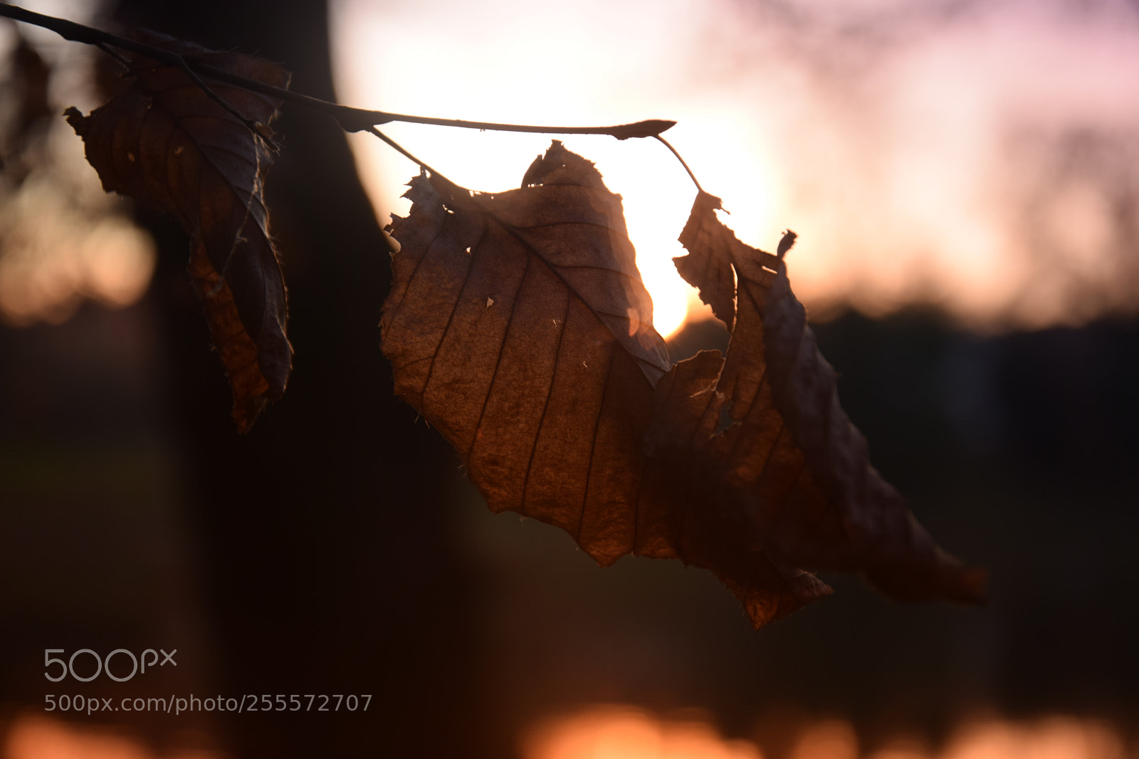 Nikon D3300 sample photo. Leaves photography