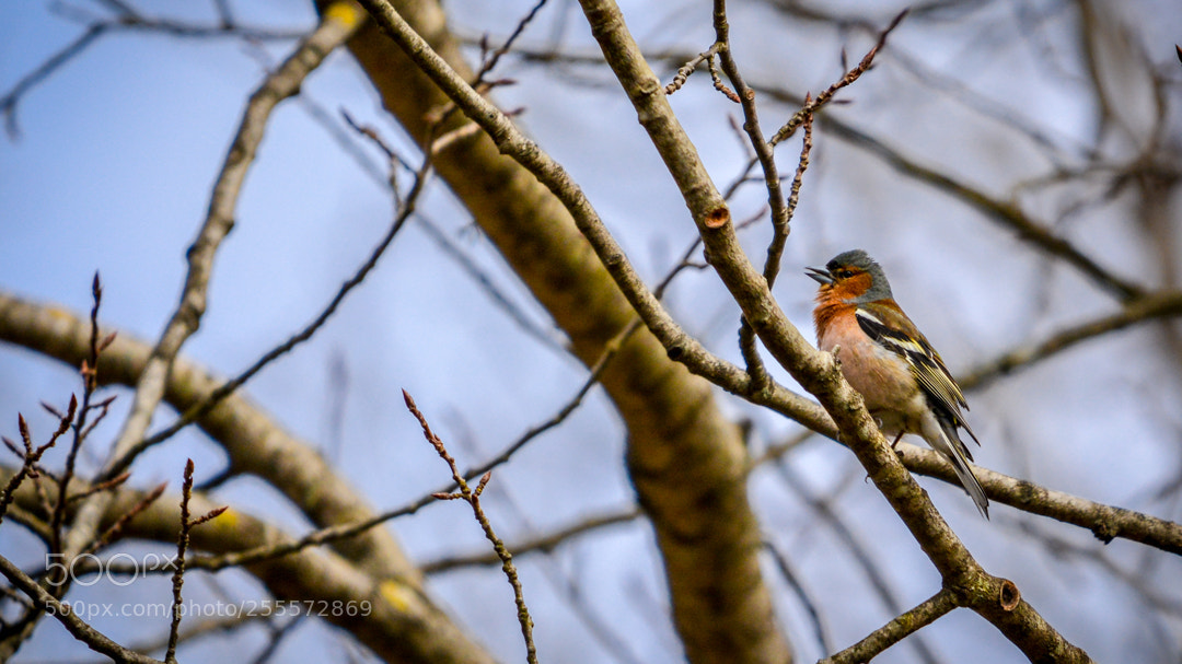 Nikon D5200 sample photo. Chaffinch photography